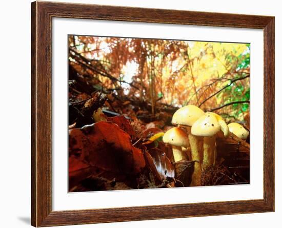 Mushrooms Growing Among Autumn Leaves, Jasmund National Park, Island of Ruegen, Germany-Christian Ziegler-Framed Photographic Print