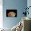 Mushrooms Isolate on Black Background-Jie Xu-Photographic Print displayed on a wall