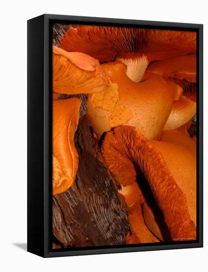 Mushrooms on Stump, New Zealand-William Sutton-Framed Premier Image Canvas