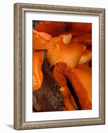 Mushrooms on Stump, New Zealand-William Sutton-Framed Photographic Print