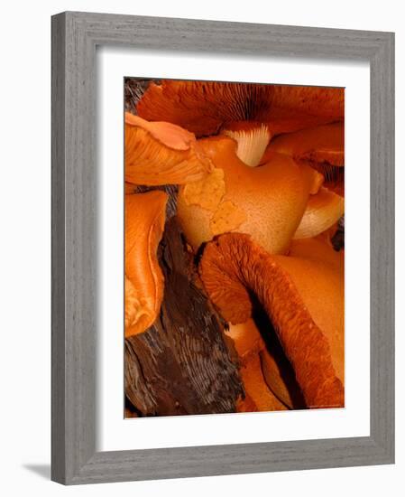 Mushrooms on Stump, New Zealand-William Sutton-Framed Photographic Print