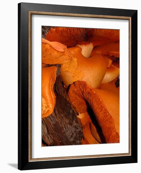 Mushrooms on Stump, New Zealand-William Sutton-Framed Photographic Print