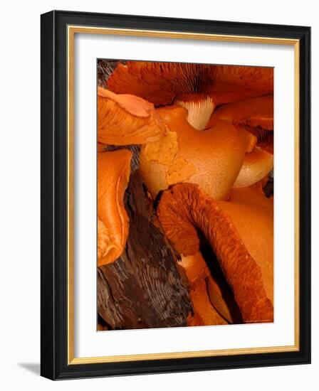 Mushrooms on Stump, New Zealand-William Sutton-Framed Photographic Print