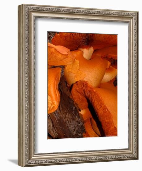 Mushrooms on Stump, New Zealand-William Sutton-Framed Photographic Print