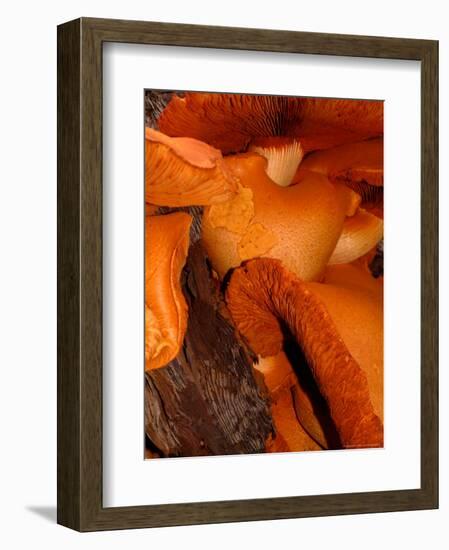 Mushrooms on Stump, New Zealand-William Sutton-Framed Photographic Print