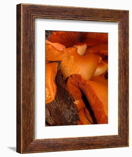 Mushrooms on Stump, New Zealand-William Sutton-Framed Photographic Print