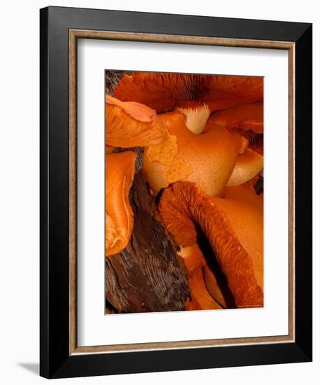 Mushrooms on Stump, New Zealand-William Sutton-Framed Photographic Print