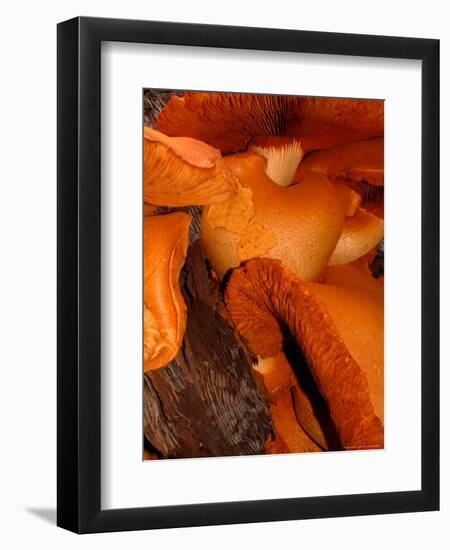 Mushrooms on Stump, New Zealand-William Sutton-Framed Photographic Print