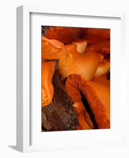 Mushrooms on Stump, New Zealand-William Sutton-Framed Photographic Print