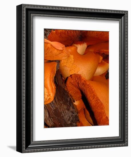 Mushrooms on Stump, New Zealand-William Sutton-Framed Photographic Print