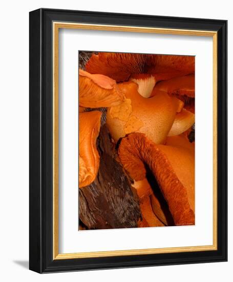 Mushrooms on Stump, New Zealand-William Sutton-Framed Photographic Print