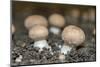 Mushrooms, Saumur, Loire Valley, France-Jim Engelbrecht-Mounted Photographic Print