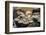 Mushrooms, Saumur, Loire Valley, France-Jim Engelbrecht-Framed Photographic Print