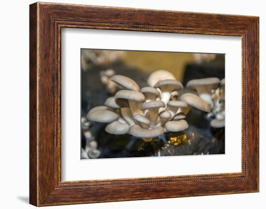 Mushrooms, Saumur, Loire Valley, France-Jim Engelbrecht-Framed Photographic Print