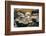 Mushrooms, Saumur, Loire Valley, France-Jim Engelbrecht-Framed Photographic Print