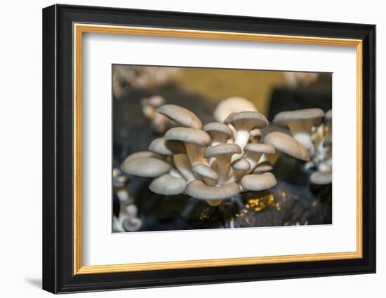 Mushrooms, Saumur, Loire Valley, France-Jim Engelbrecht-Framed Photographic Print