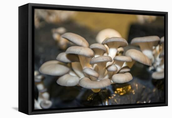 Mushrooms, Saumur, Loire Valley, France-Jim Engelbrecht-Framed Premier Image Canvas