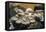 Mushrooms, Saumur, Loire Valley, France-Jim Engelbrecht-Framed Premier Image Canvas