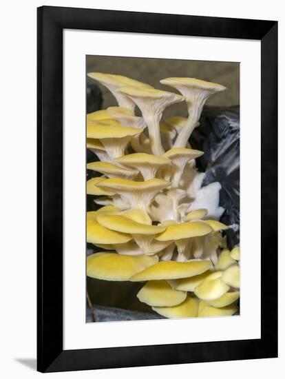 Mushrooms, Saumur, Loire Valley, France-Jim Engelbrecht-Framed Photographic Print