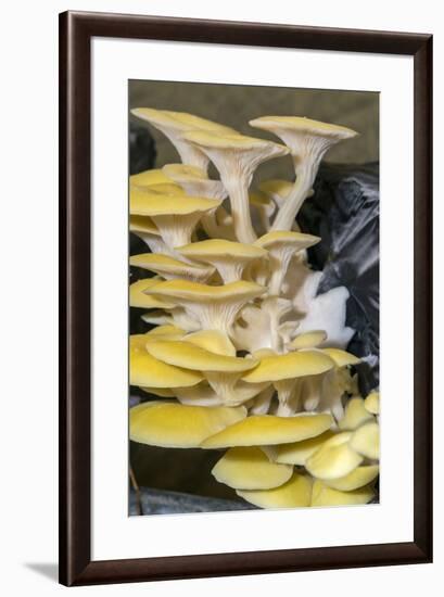 Mushrooms, Saumur, Loire Valley, France-Jim Engelbrecht-Framed Photographic Print