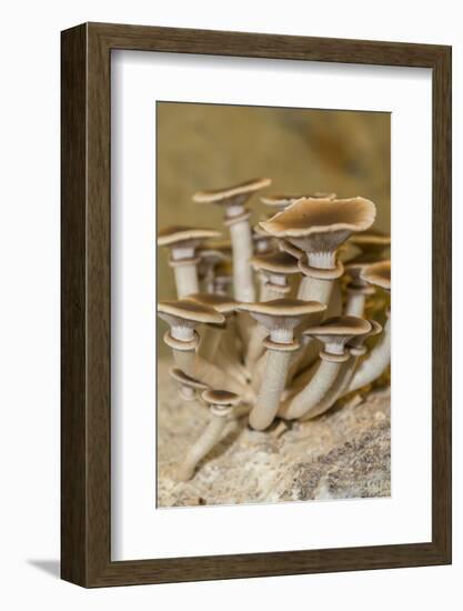 Mushrooms, Saumur, Loire Valley, France-Jim Engelbrecht-Framed Photographic Print