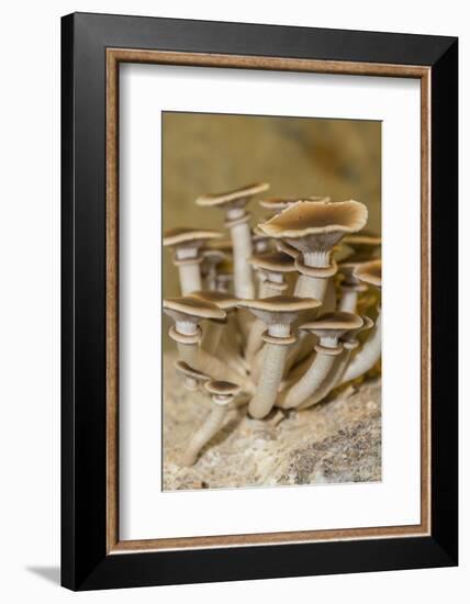 Mushrooms, Saumur, Loire Valley, France-Jim Engelbrecht-Framed Photographic Print