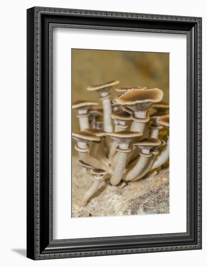 Mushrooms, Saumur, Loire Valley, France-Jim Engelbrecht-Framed Photographic Print