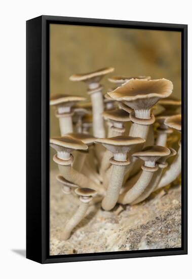 Mushrooms, Saumur, Loire Valley, France-Jim Engelbrecht-Framed Premier Image Canvas