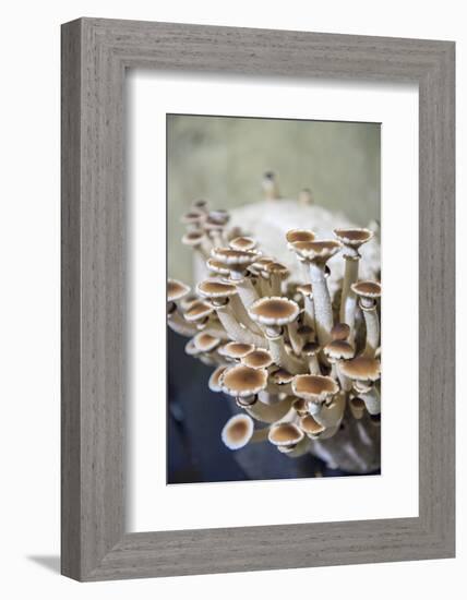 Mushrooms, Saumur, Loire Valley, France-Lisa S. Engelbrecht-Framed Photographic Print