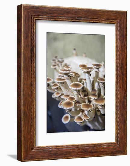 Mushrooms, Saumur, Loire Valley, France-Lisa S. Engelbrecht-Framed Photographic Print