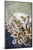 Mushrooms, Saumur, Loire Valley, France-Lisa S. Engelbrecht-Mounted Photographic Print