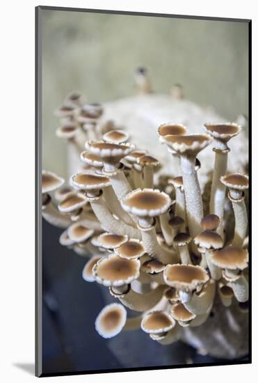 Mushrooms, Saumur, Loire Valley, France-Lisa S. Engelbrecht-Mounted Photographic Print