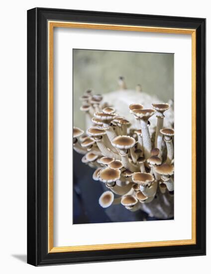 Mushrooms, Saumur, Loire Valley, France-Lisa S. Engelbrecht-Framed Photographic Print