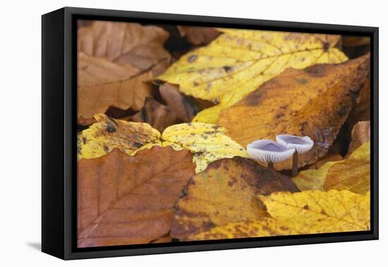 Mushrooms Sprout Between Coloured Autumn Foliage on the Forest Floor-Uwe Steffens-Framed Premier Image Canvas