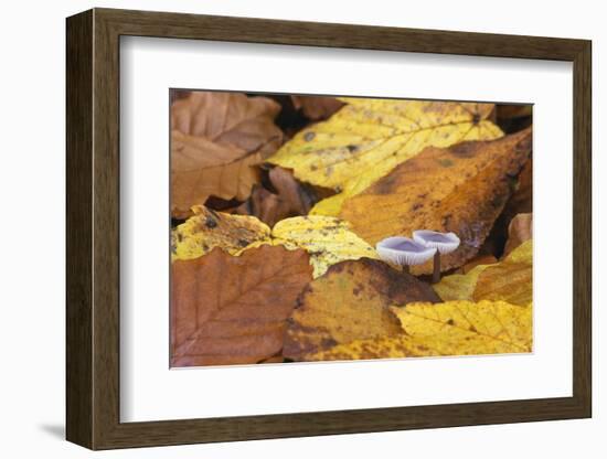 Mushrooms Sprout Between Coloured Autumn Foliage on the Forest Floor-Uwe Steffens-Framed Photographic Print