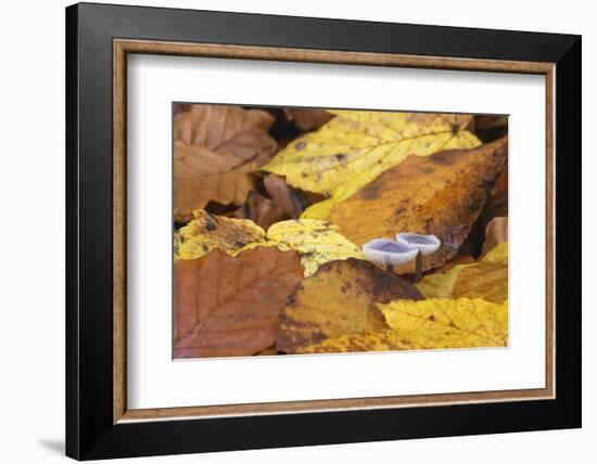 Mushrooms Sprout Between Coloured Autumn Foliage on the Forest Floor-Uwe Steffens-Framed Photographic Print