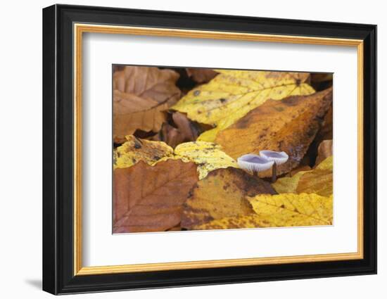 Mushrooms Sprout Between Coloured Autumn Foliage on the Forest Floor-Uwe Steffens-Framed Photographic Print