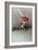 Mushrooms-Harro Maass-Framed Giclee Print