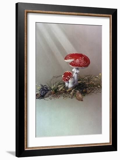 Mushrooms-Harro Maass-Framed Giclee Print