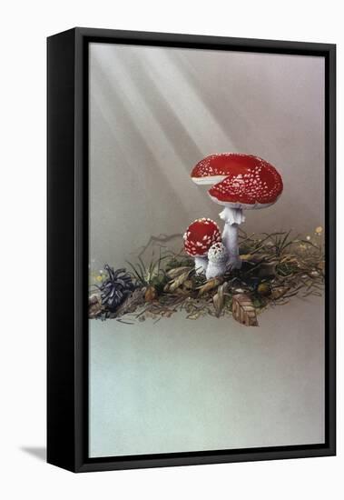 Mushrooms-Harro Maass-Framed Premier Image Canvas