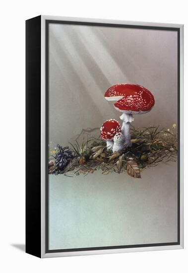 Mushrooms-Harro Maass-Framed Premier Image Canvas