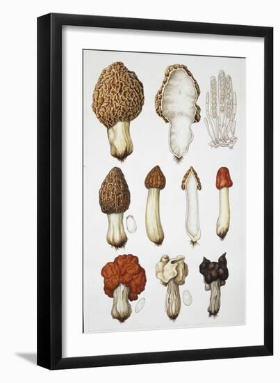 Mushrooms-null-Framed Giclee Print