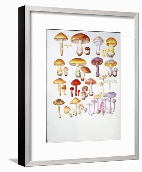 Mushrooms-null-Framed Giclee Print