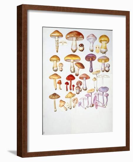 Mushrooms-null-Framed Giclee Print