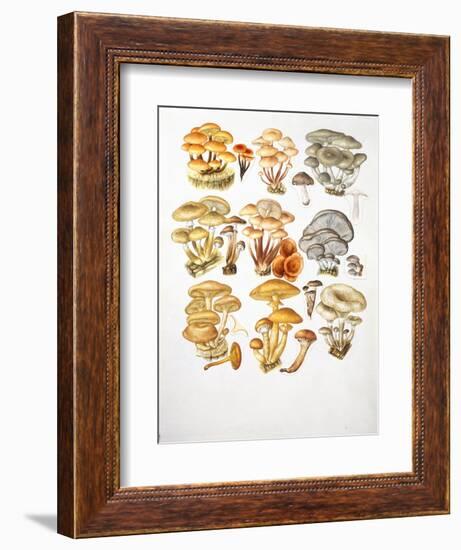 Mushrooms-null-Framed Giclee Print