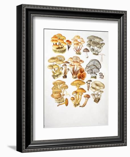 Mushrooms-null-Framed Giclee Print