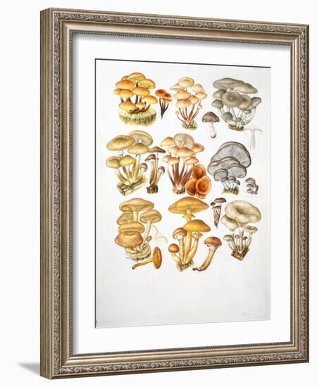 Mushrooms-null-Framed Giclee Print