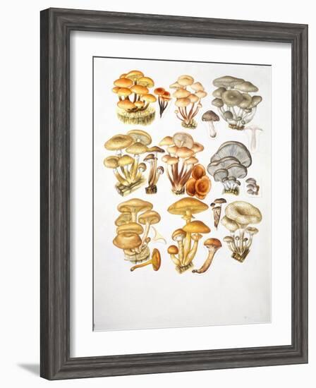 Mushrooms-null-Framed Giclee Print