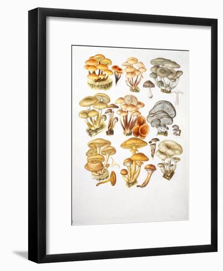Mushrooms-null-Framed Giclee Print