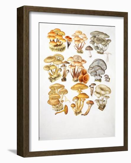 Mushrooms-null-Framed Giclee Print